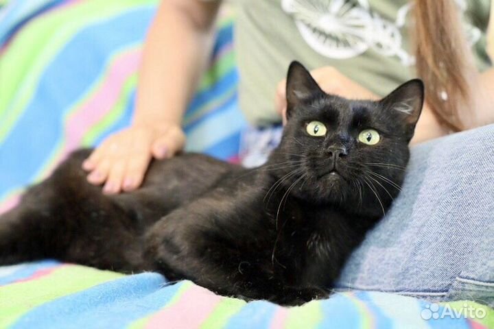 Гуддини - красавец в дар