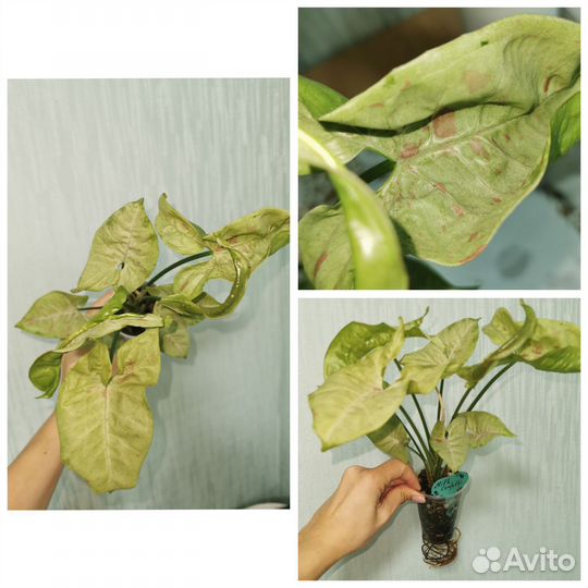 Сингониумы сортовые