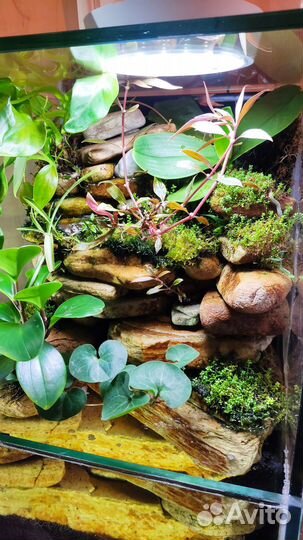 Палюдариум