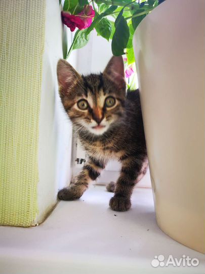 Котёнок в добрые руки бесплатно