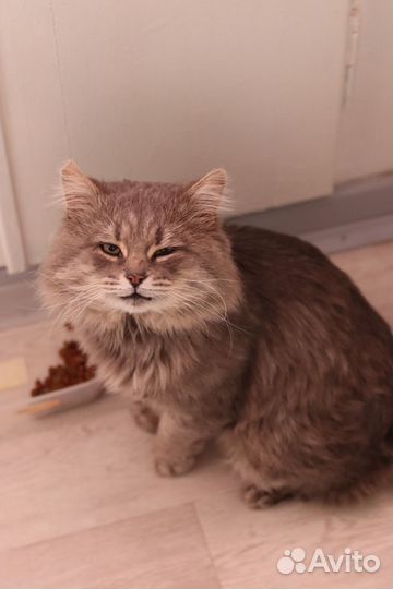 Кот Сёма