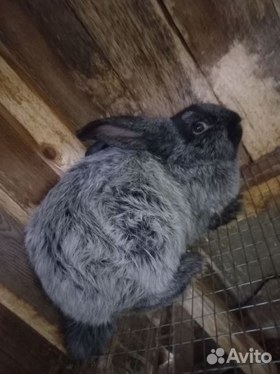 Кролики мясных пород Полтавское серебро