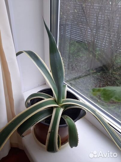 Комнатные растения