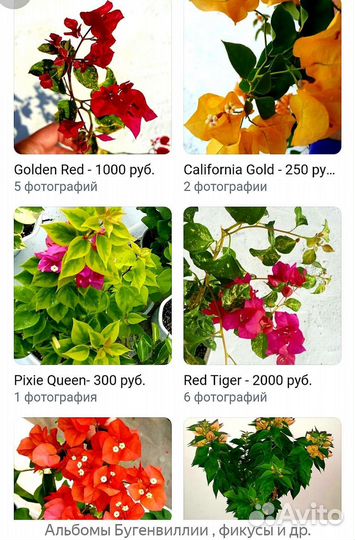 Бугенвиллия разные сорта