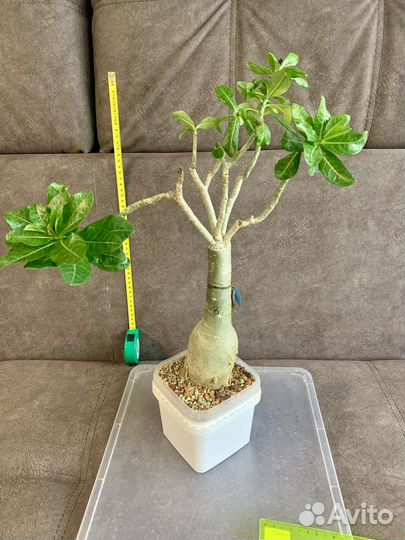 Продам сортовые Адениумы