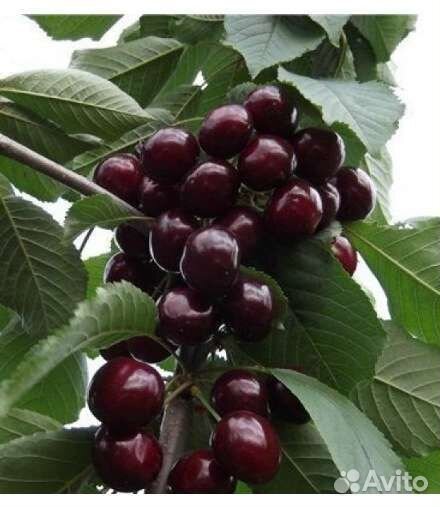 Черешня черевишня вишня