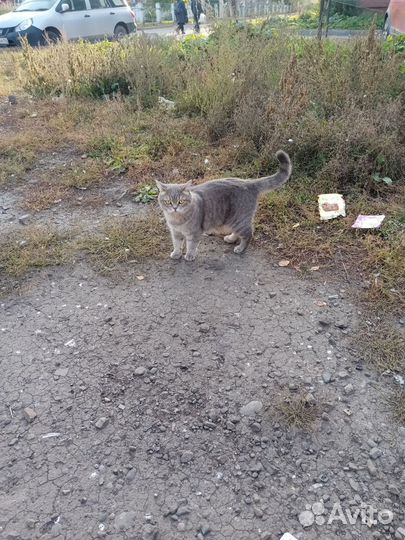 Кот на улице. Чей Кузнецкий район