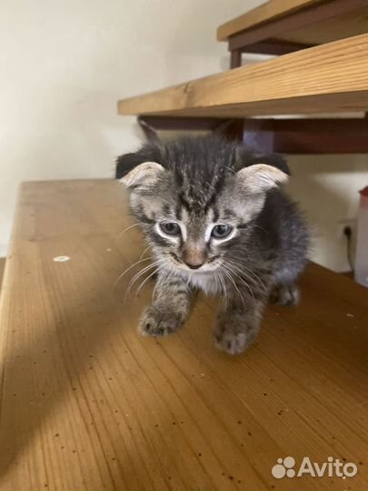 Вислоухие котята