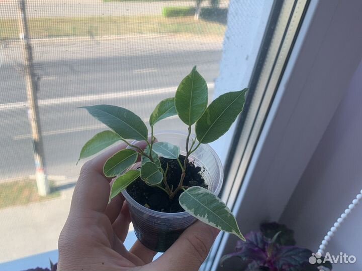 Фикус бенджамина