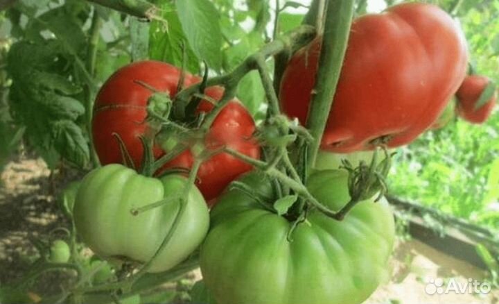 Рассада томатов