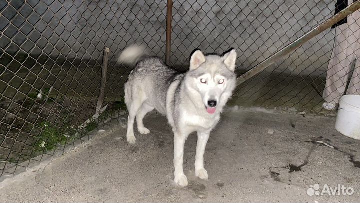 Сибирский хаски