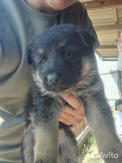 Немецкая овчарка