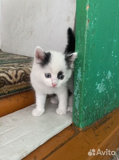 Кошка в дар