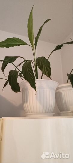 Спатифиллум уоллиса