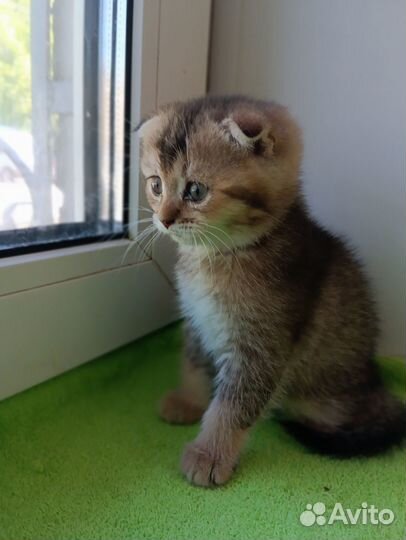 Шотландские котята