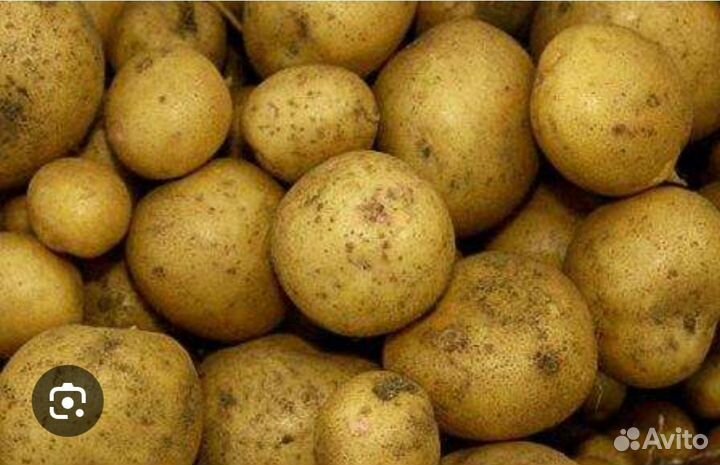 Семенной картофель