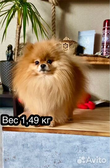 Померанский шпиц вязка