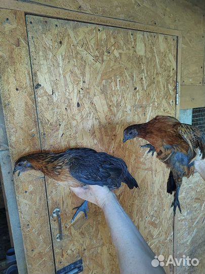 Куры петухи