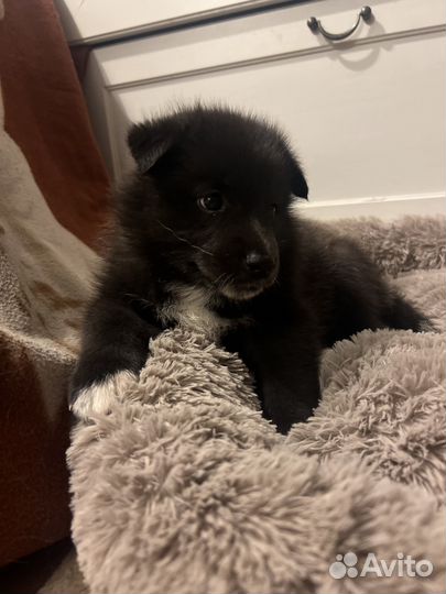 Самоедская лайка щенки