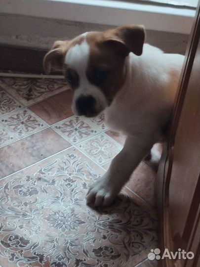 Отдам в добрые руки