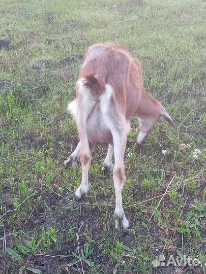 Дойные козы и козел