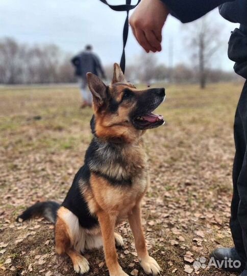 Немецкая овчарка в дар