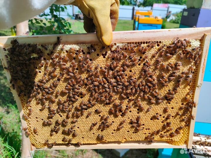 Пчелопакеты бакфаст и карника 2024