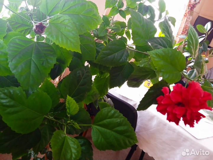 Гибискус китайская роза