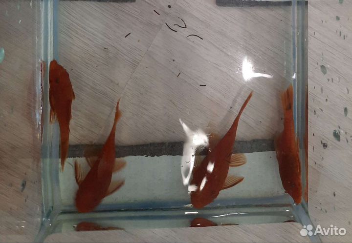 Анциструс супер ред (Super red)