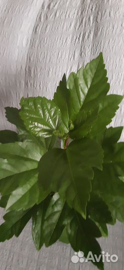 Гибискус махровый желтый