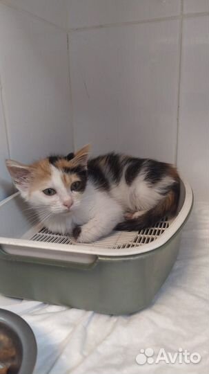 Трехцветный котенок счастье в дом в дар бесплатно