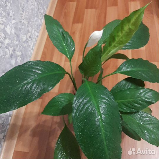 Спатифиллумы сортовые