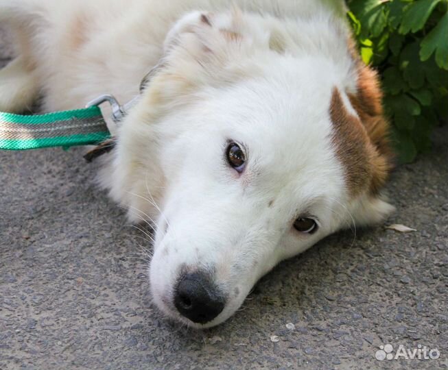 Спасенная Ёлка ищет семью