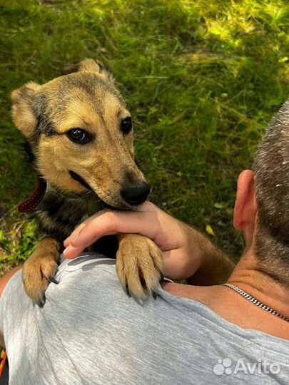 Ласковые щенульки