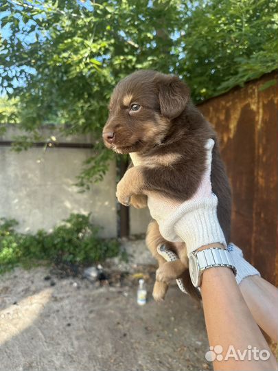 Щенки в добрые руки даром