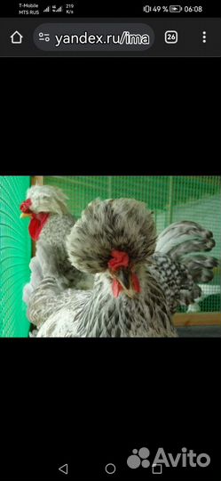 Навоз куриный