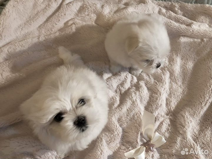 Щенки Мальтезе / Мальтийской болонки