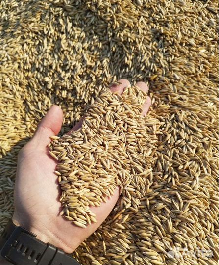 Кормовая пшеница, Фуражная кукуруза на корм