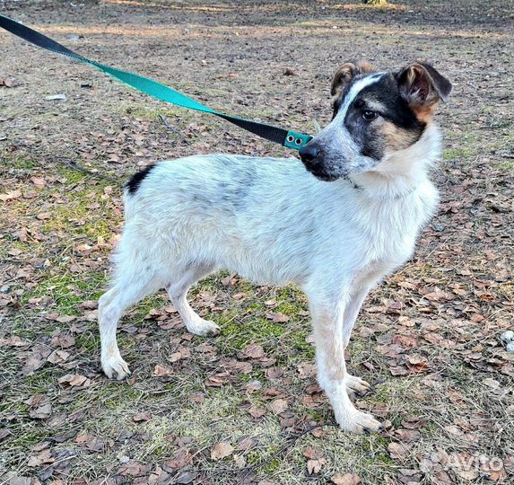 Батоша 9 мес 40-45 см