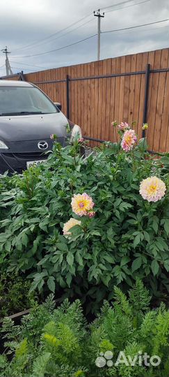 Георгины клубни