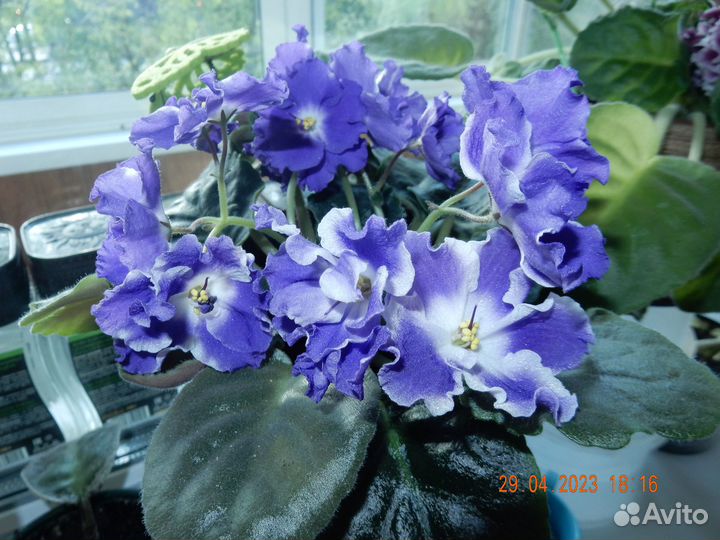 Фиалки махровые