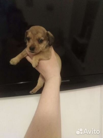 Чихуахуа, той терьер, карликовый пинчер. Доставка