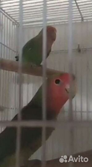 Попугаи неразлучники цена за двоих