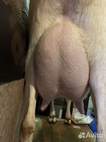 Дойные козы