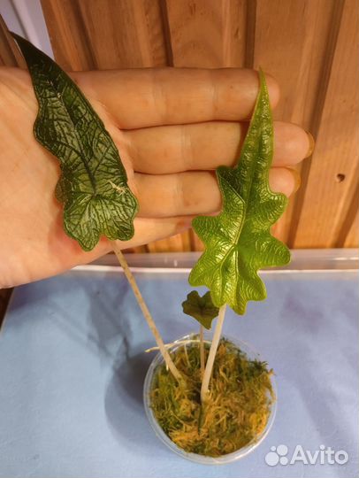 Алоказии детки