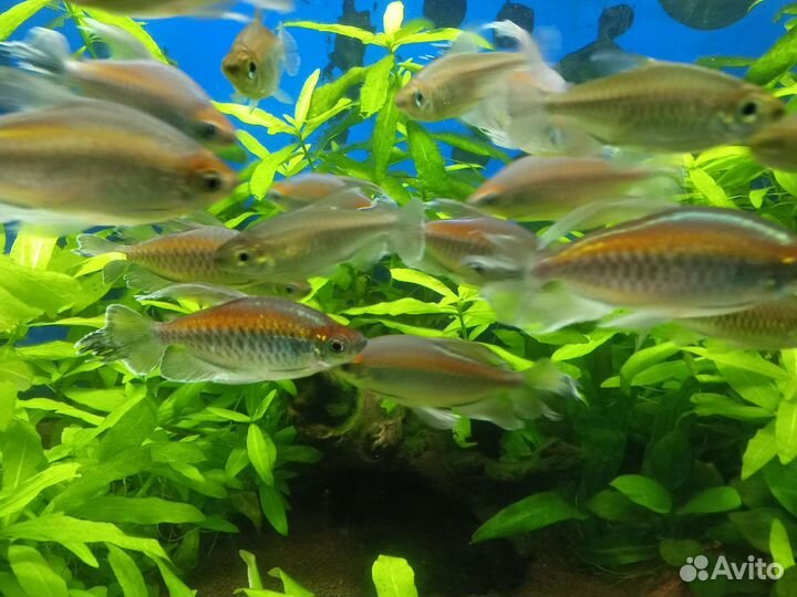 Тетра конго