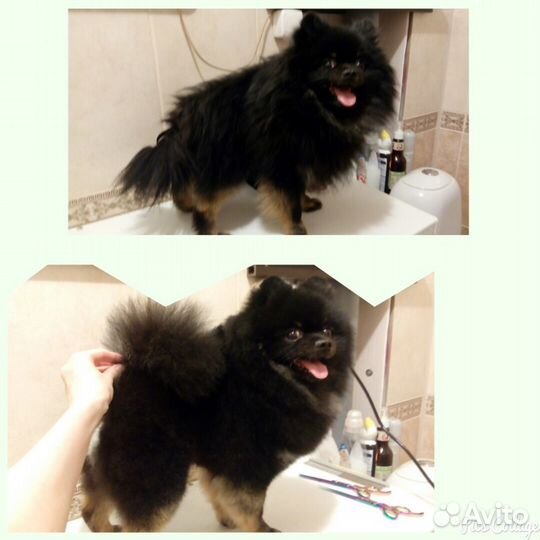 Стрижка собак и кошек. Без наркоза