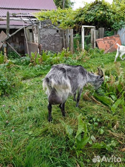 Козочка зааненская