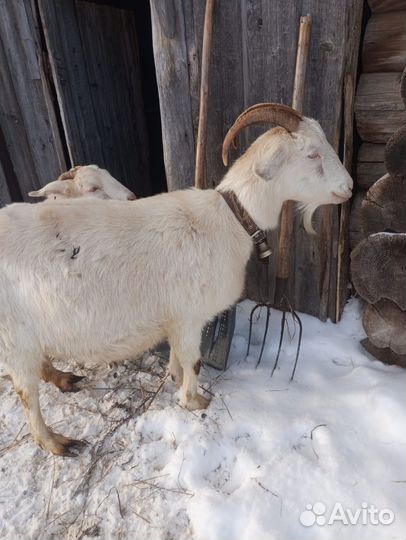 Козы и козел