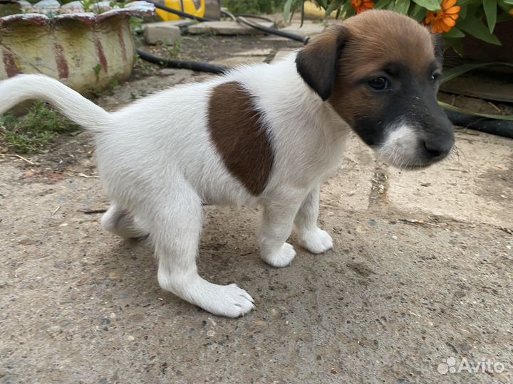 Гладкошерстный фокстерьер